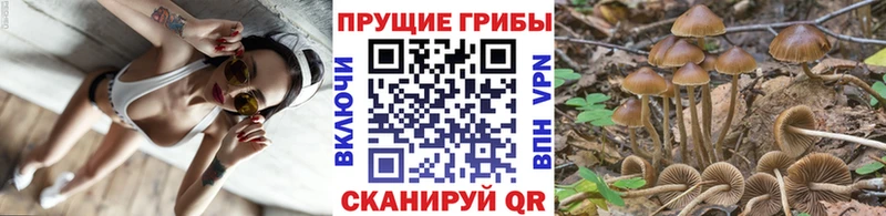 Галлюциногенные грибы Cubensis  Высоковск 